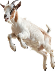 Goat mid-jump