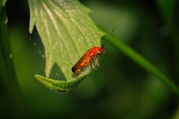 Red soldier beetle looking around on a leaf.