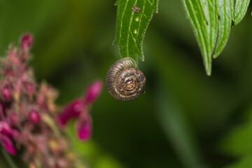 Snail on the edge of a green leaf