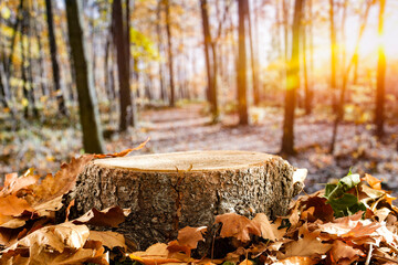 Autumn leaves on the ground with wooden tree trunk table and forest trees background. Copy space for products.