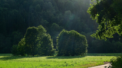 Morning sunshine in the green natural field or clearing and tree forest valley in germany near by the Neckar river environment landscape. © JOE LORENZ DESIGN