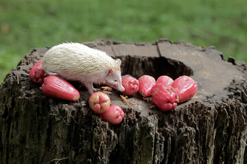 A young hedgehog is eating a ripe water apple that fell onto a rotten tree trunk. This mammal has the scientific name Atelerix albiventris.