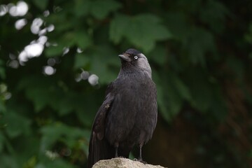 Jackdaw looking to the left.