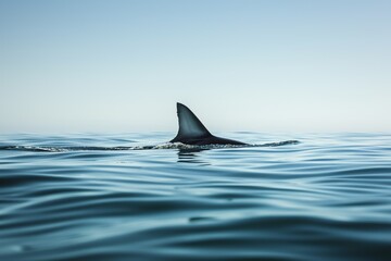 Fototapeta premium Shark fin sticking out of the water, a high-risk area