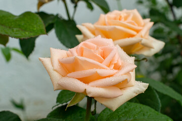 Cream colored roses in the garden close up