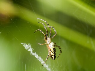 A series of images of a wasp spider (Argiope bruennichi) - a female with a typical web. Close up.