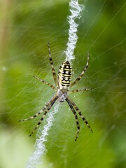 A series of images of a wasp spider (Argiope bruennichi) - a female with a typical web. Close up.