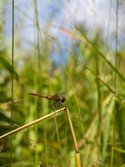 Dragonfly ruddy darter (Sympetrum sanguineum), male, close up.