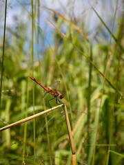 Dragonfly ruddy darter (Sympetrum sanguineum), male, close up.