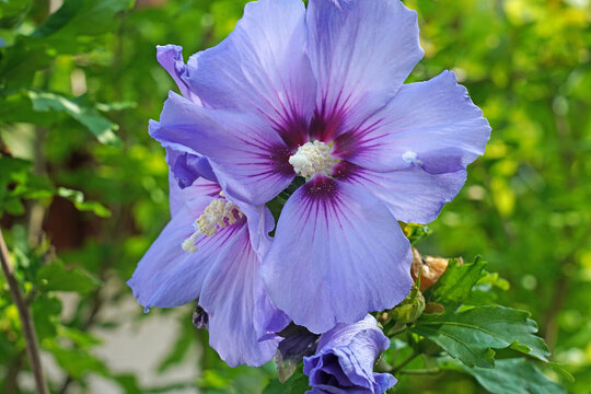 Hibiscus-Bl&uuml;te