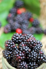 Fresh juicy blackberries freshly harvested by hand 