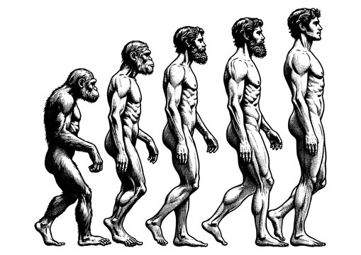 evolution of man from ape through various stages to modern human sketch engraving generative ai fictional character PNG illustration. Scratch board imitation. Black and white image.