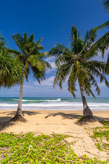 Fototapeta premium Summer background of Coconut Palm trees on white sandy beach Landscape nature view Romantic ocean bay with blue water and clear blue sky over sea at Phuket island Thailand.