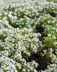 flowers in the garden