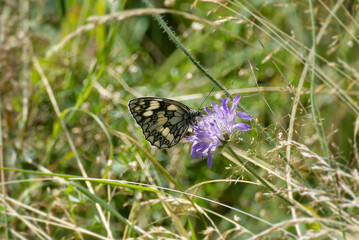 Marbled White (Melanargia galathea) butterfly sitting on a small scabious in Rougemont, Switzerland