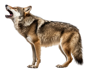Fototapeta premium PNG Wolf animal mammal coyote.