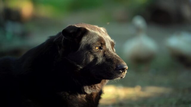 A dog with a thick lan that fights off flies