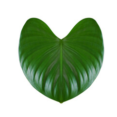 Close up green leaf and plant texture, Heart symbolic shape, house decorative garden plant, isolated on white background.