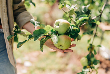 Woman gardener hand holding branch with apples in the garden. Organic harvest fruit
