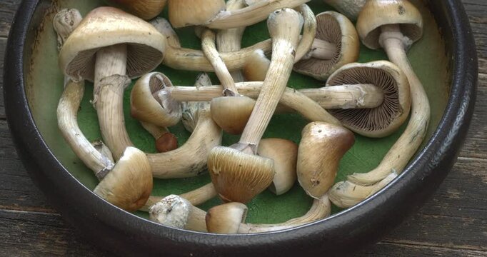 Close-up of psychedelic psilocybin mushrooms Golden Teacher on rustic wooden table. Psilocybe Cubensis raw mushrooms. Micro-dosing concept. Table spin. 