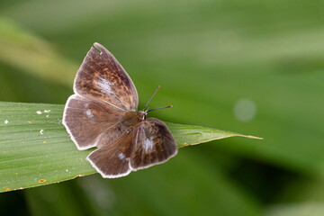 Obraz premium ウラギンシジミ メス03