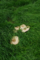 Chlorophyllum molybdites, commonly known as the green-spored parasol, false parasol, green-spored lepiota and vomiter, is a poisonous widespread mushroom. Scottish Borders, UK