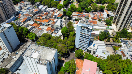 beautiful shot of great trees among the buildings