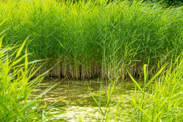 Obraz premium field of tall grass with a pond in the middle
