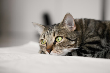 A close-up of a tabby cat with dreamy green eyes and distinct stripes. The cat is lying down comfortably on the floor, with its head resting and gazing out of the window.