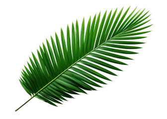 Fototapeta premium PNG Plant green leaf tree.