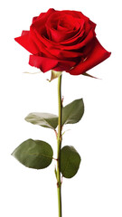 PNG Red rose flower plant white background.