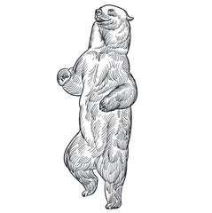 Fototapeta premium Vintage hand drawn sketch of dancing bear