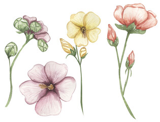 Watercolor malva flower illustration set, meadow flowers clipart