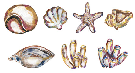 Graphic acrylic hand drawn sea shells, sea star and corals illustration set, ocean life clipart
