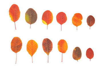 Fototapeta premium Autumn leaves on a white background