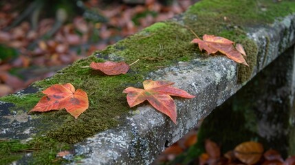 Obraz premium Leaves on mossy bench