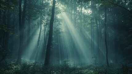 Sunlight streaming through dense fog in a forest