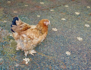Chicken with brown feathers standing on horizontal outdoor park stone ground pavement walk way background.