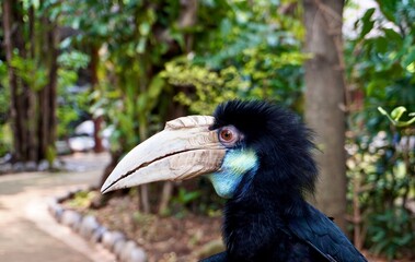 Wreathed hornbill or burung julang bird face from side view isolated on outdoor green botanical tree park environment background.