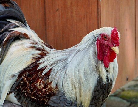 Cute white and brown colored adult chicken face with red comb and yellow beak isolated on horizontal outdoor environment background. - Powered by Adobe