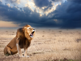 A lion roaring in the savannah