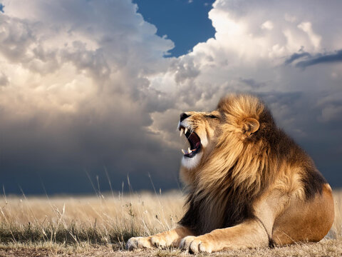 A lion roaring in the savannah