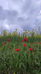 Poppy fields 