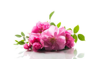 Beautiful pink rose on a white background