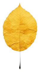 Obraz premium PNG Yellow leaf plant fragility pattern.