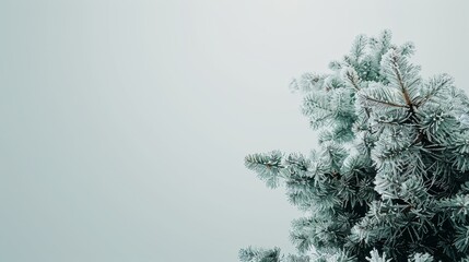 Snowy spruce tree landscape providing abundant space for adding informative text overlay