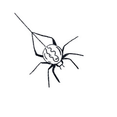 spider on white
