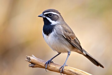 Obraz premium A solitary black-throated sparrow perches on a barren branch, showcasing its striking white stripe above its black throat, against a blurred neutral background.