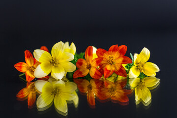 small bouquet of small multicolored flowers isolated on black background