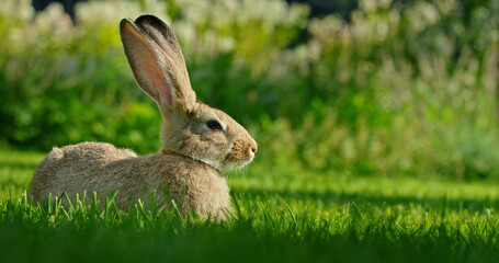 A cute gray rabbit on green grass on a warm summer day.
